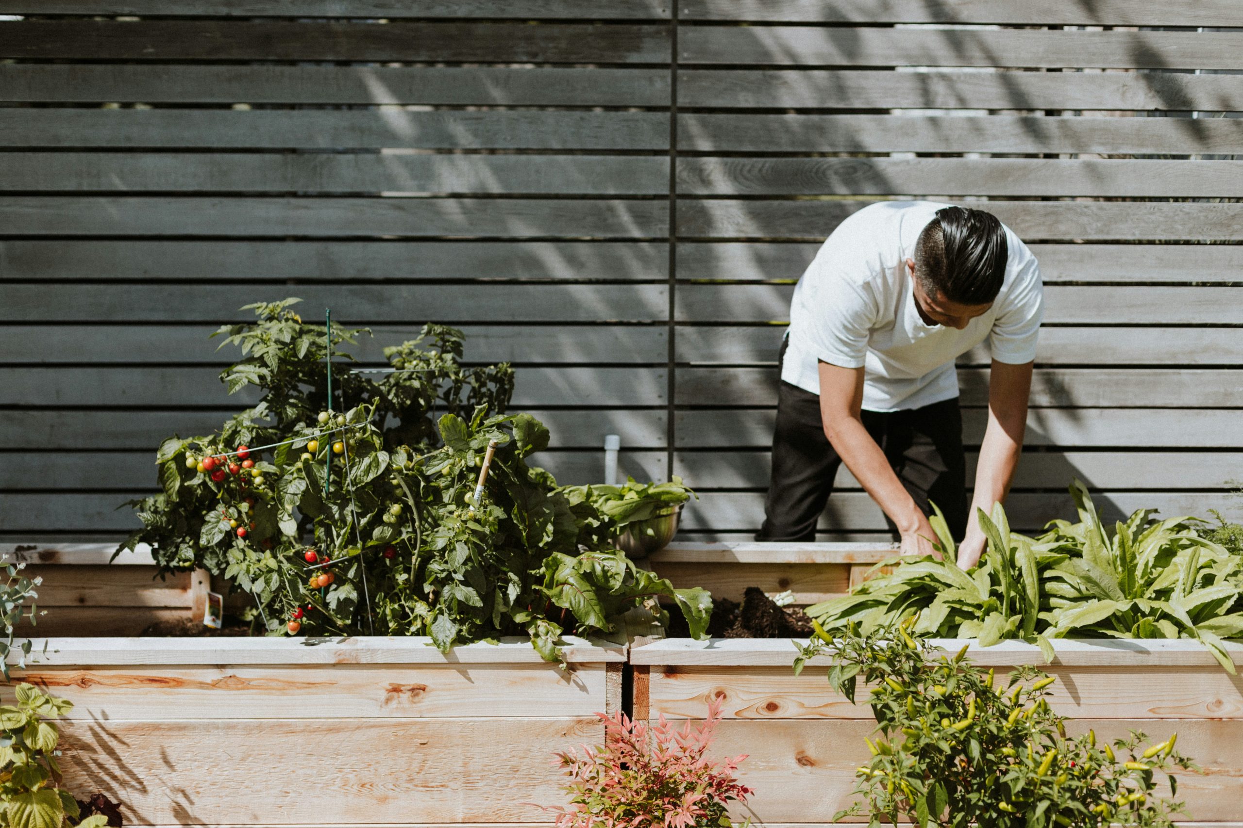A man tends to plants in a wooden raised garden bed next to a gray wooden wall, surrounded by greenery and sunlight. he's focused on digging with a small tool.